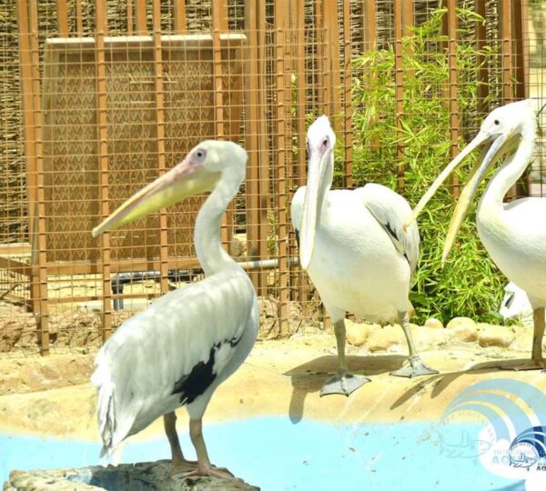 Hurghada Grand Aquarium