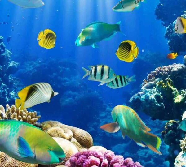 Hurghada Grand Aquarium