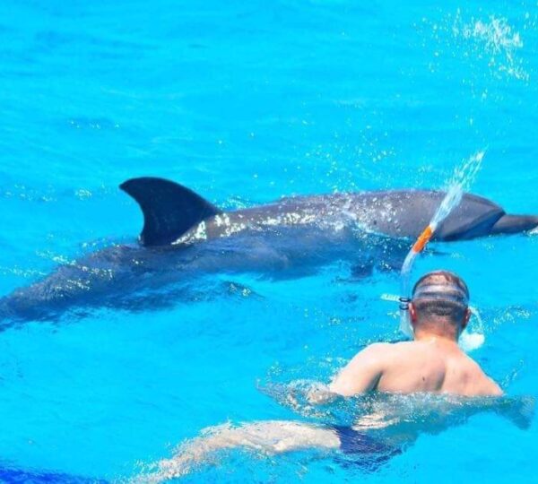 Dolphin House snorkling cruise