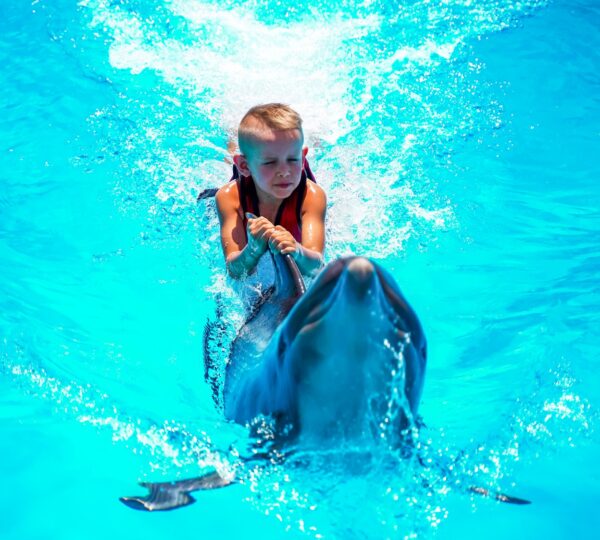 Swimming with Dolphin on the Pool