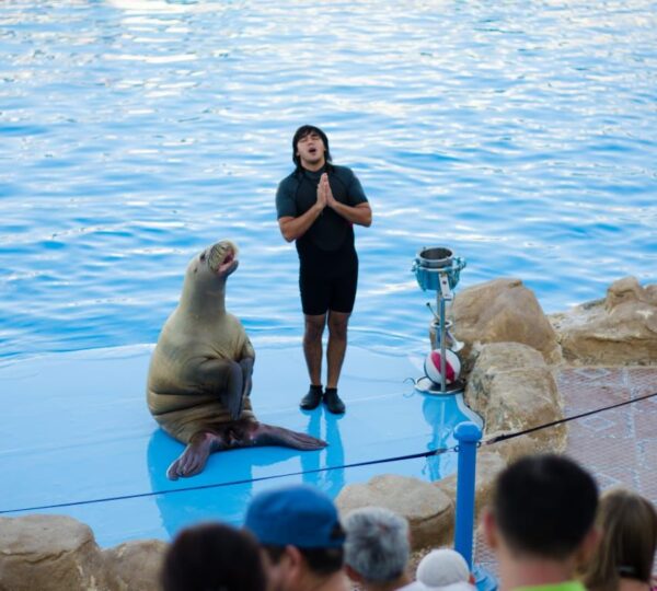 Dolphin Show and Walrus Iin Hurghada