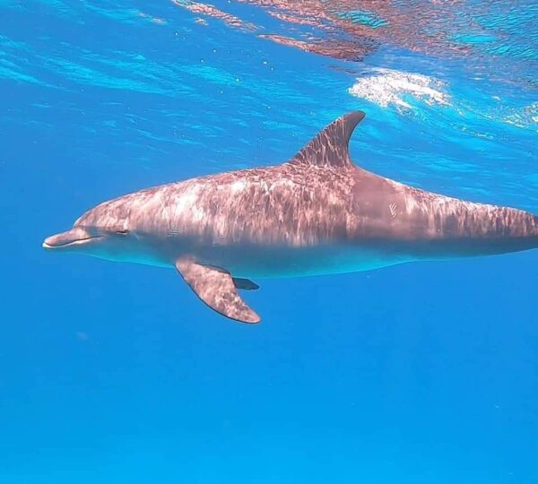 Abu Dabbab snorkeling tour in Marsa Alam