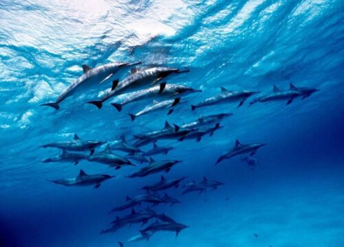 Satayah Dolphin House in Marsa Alam