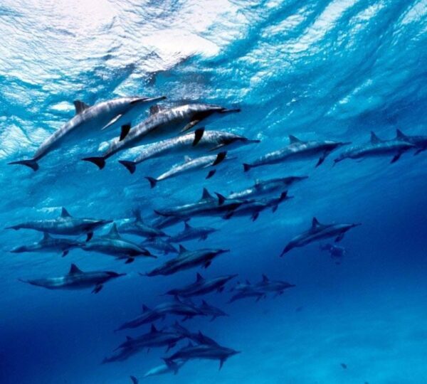 Satayah Dolphin House in Marsa Alam