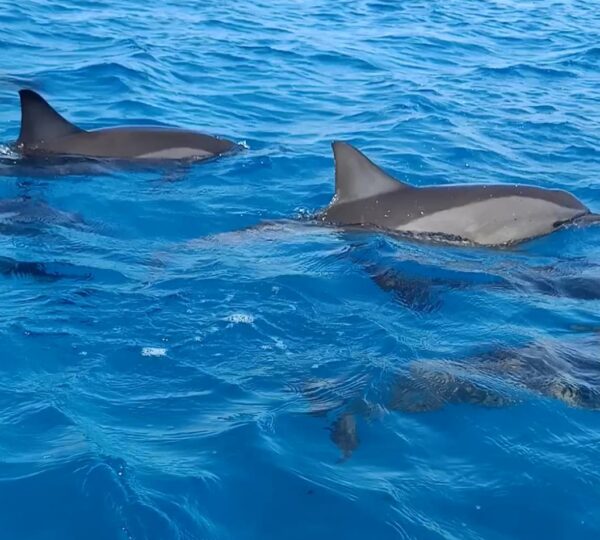 Satayah Dolphin House in Marsa Alam