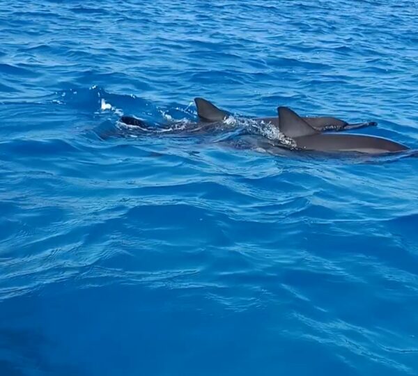 Satayah Dolphin House in Marsa Alam