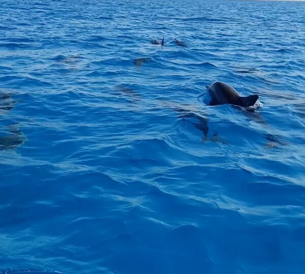 Satayah Dolphin House in Marsa Alam