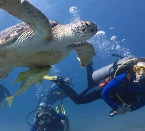 Abu Dabbab snorkeling tour in Marsa Alam