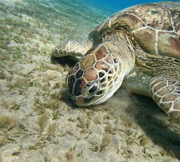 Abu Dabbab snorkeling tour in Marsa Alam