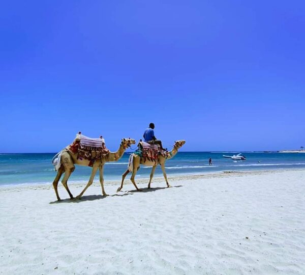 Abu Dabbab snorkeling tour in Marsa Alam