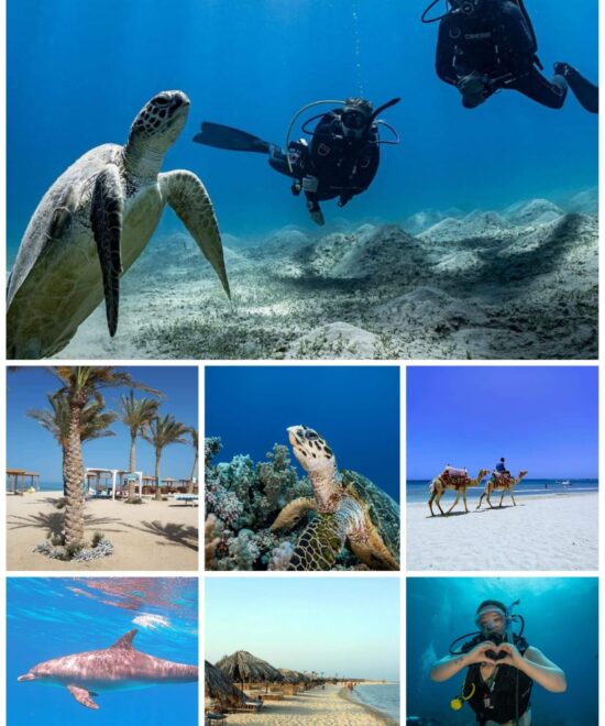 Excursions in Marsa Alam​